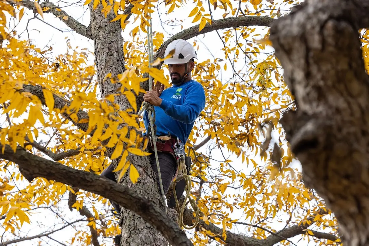Skilled Tree Planing crew working in Utica